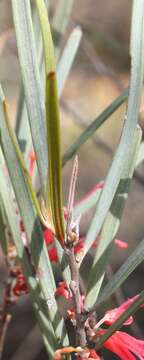 Image of Grevillea granulosa Mc Gill.