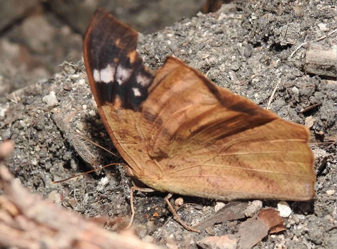 Imagem de Discophora sondaica Boisduval 1836