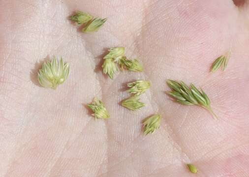 Image of Lemmon's canarygrass