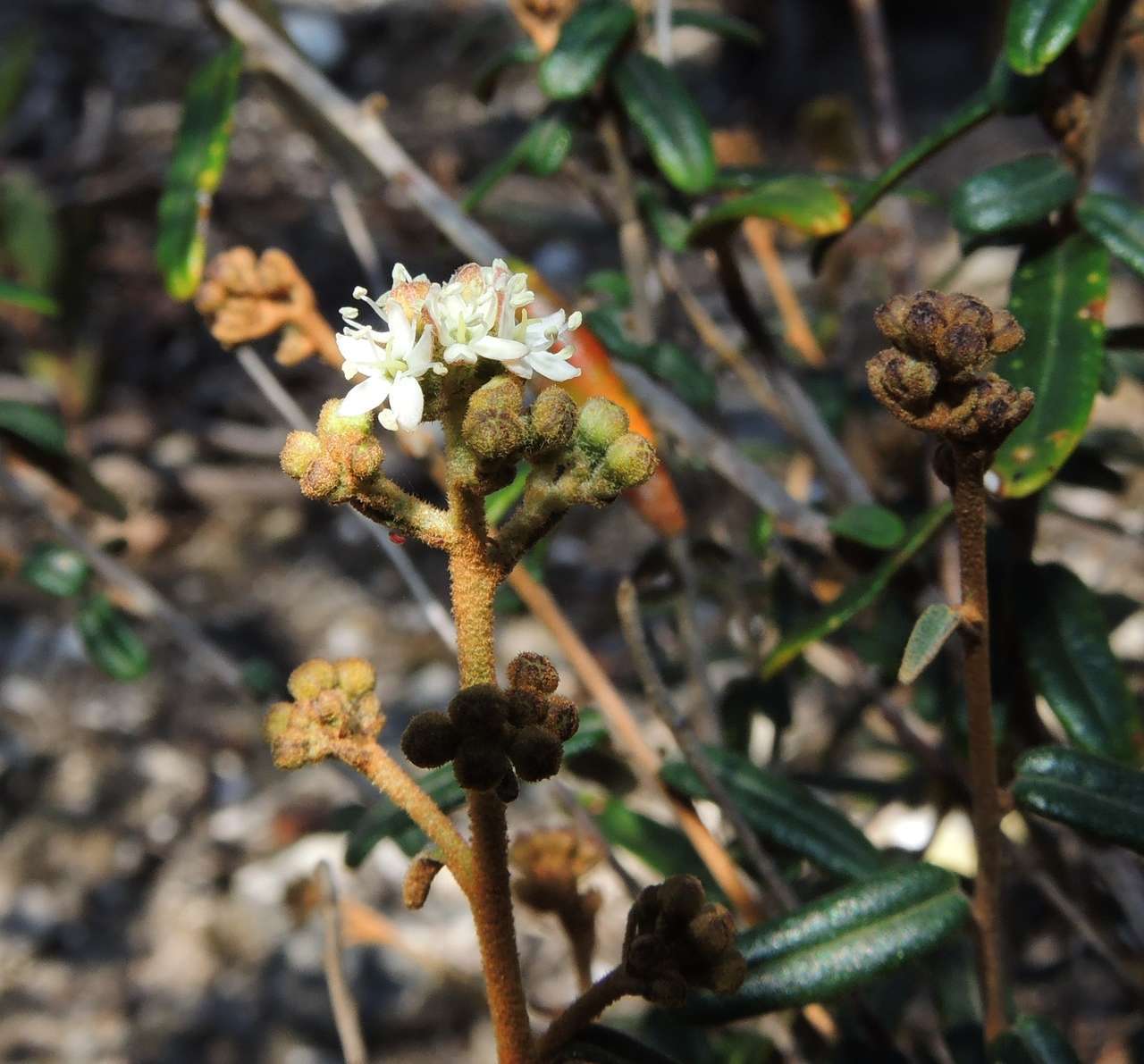 صورة Astrotricha ledifolia DC.