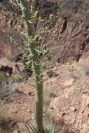 Image of Newberry's yucca; chaparral yucca