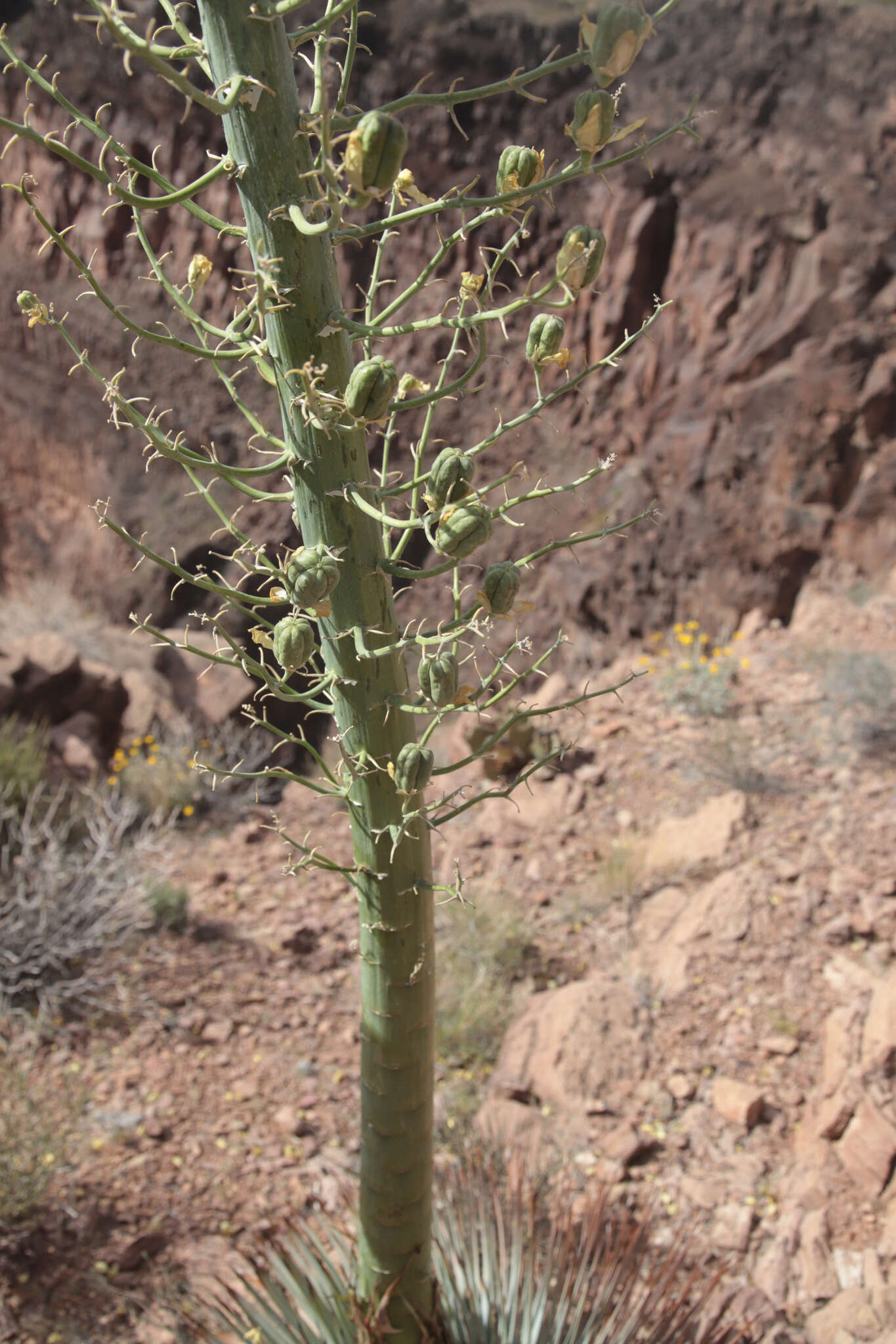 Image of Newberry's yucca; chaparral yucca