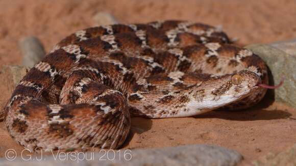 Image of Roman's Saw-scaled Viper