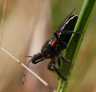 Plancia ëd Apiomerus californicus Berniker & Szerlip ex Berniker et al. 2011