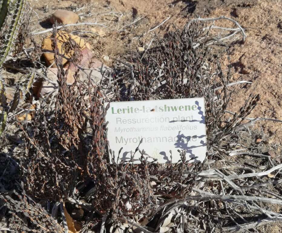 Image de Myrothamnus flabellifolius (Sond.) Welw.