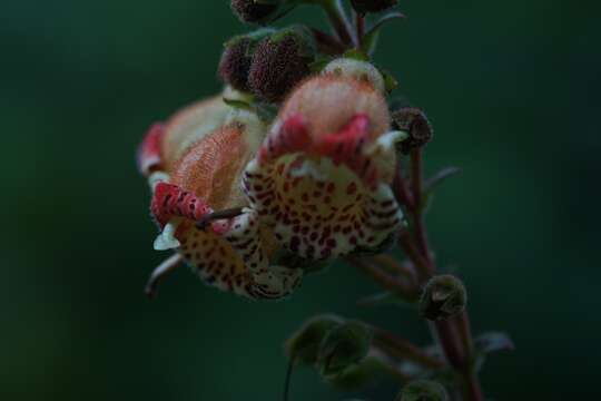 Image of Kohleria allenii Standl. & L. O. Williams