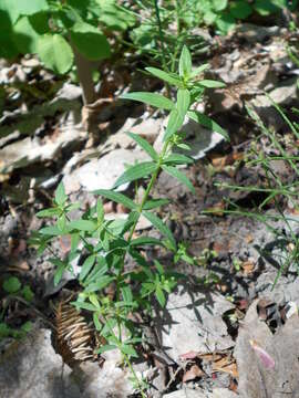 Image of Northern bedstraw