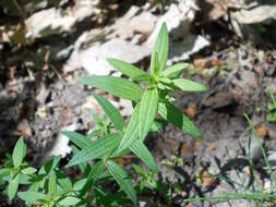 Imagem de Galium boreale L.