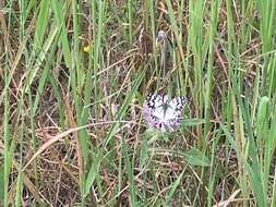 Image of Melanargia ines Hoffmannsegg 1804