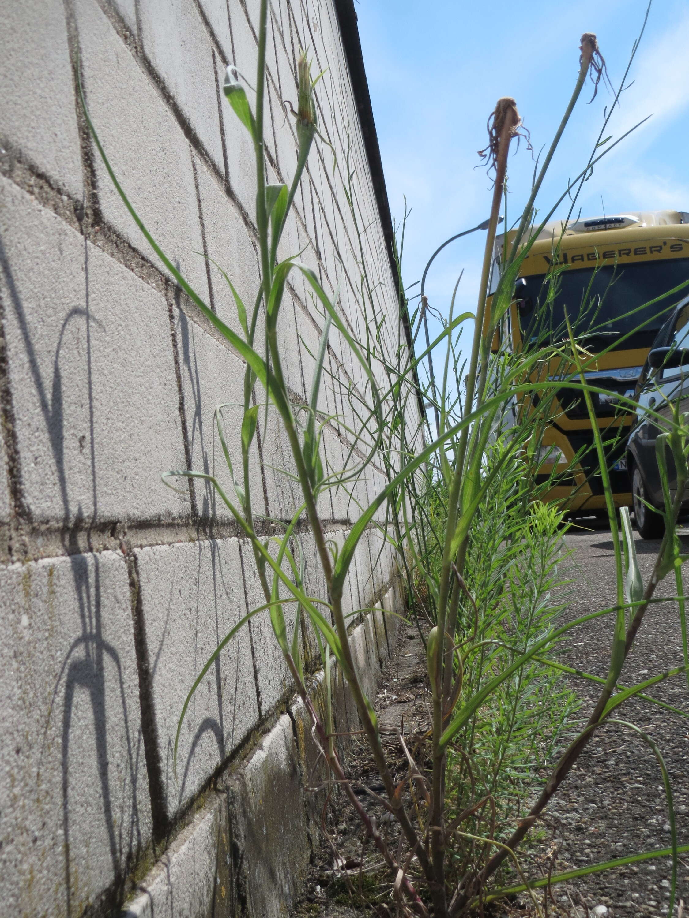 Image of yellow salsify