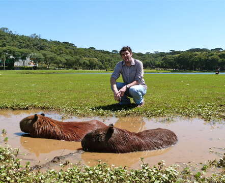 Image of Capybaras