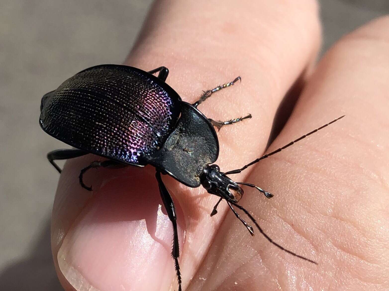 صورة Scaphinotus (Scaphinotus) elevatus (Fabricius 1787)