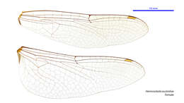 Sivun Hemicordulia australiae (Rambur 1842) kuva