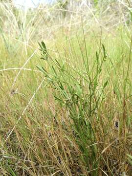 Image of Adenocline pauciflora Turcz.