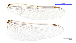 Image of Hemicordulia tau Selys 1871