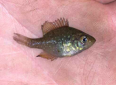 Image of Bluespotted Sunfish