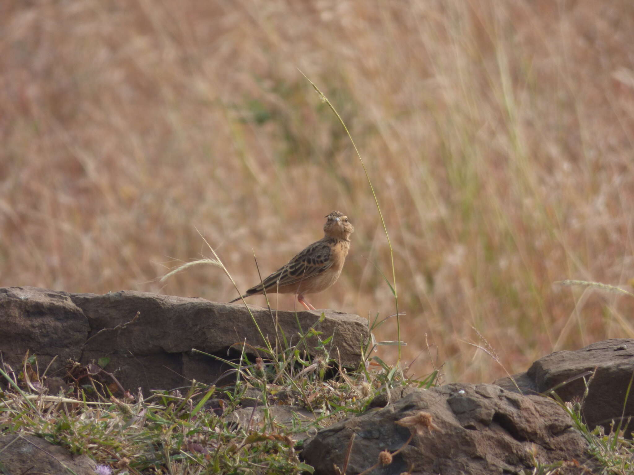 Image of Sykes's Lark