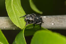 Image of Valgus hemipterus (Linnaeus 1758)
