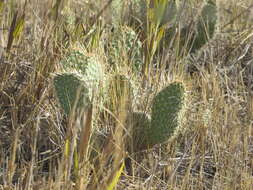 Image of hairspine pricklypear
