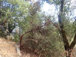 Image of Kings Mountain manzanita