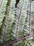 Image of Crowned Wood Fern