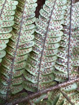 Image of Crowned Wood Fern