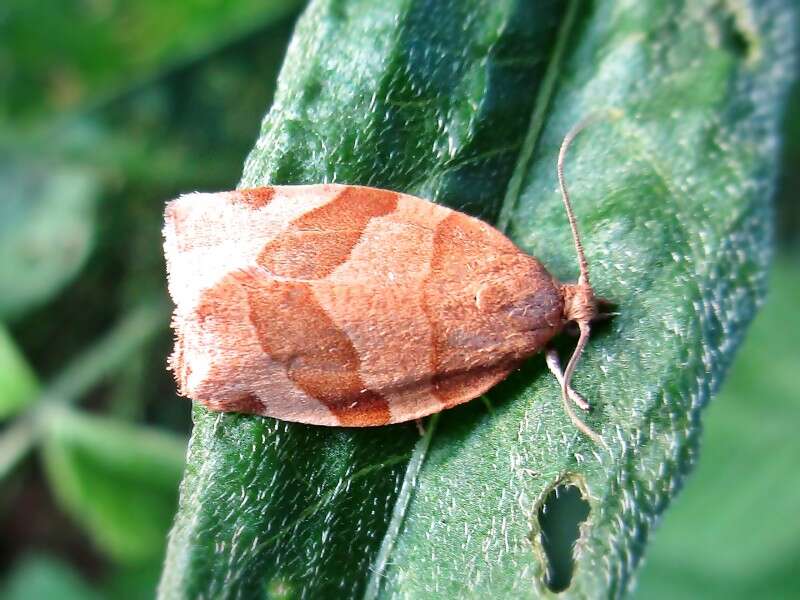 Image of barred fruit-tree tortrix