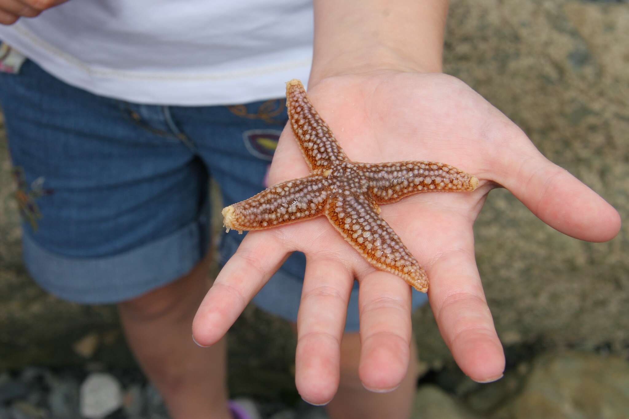 Image de Étoile de mer commune