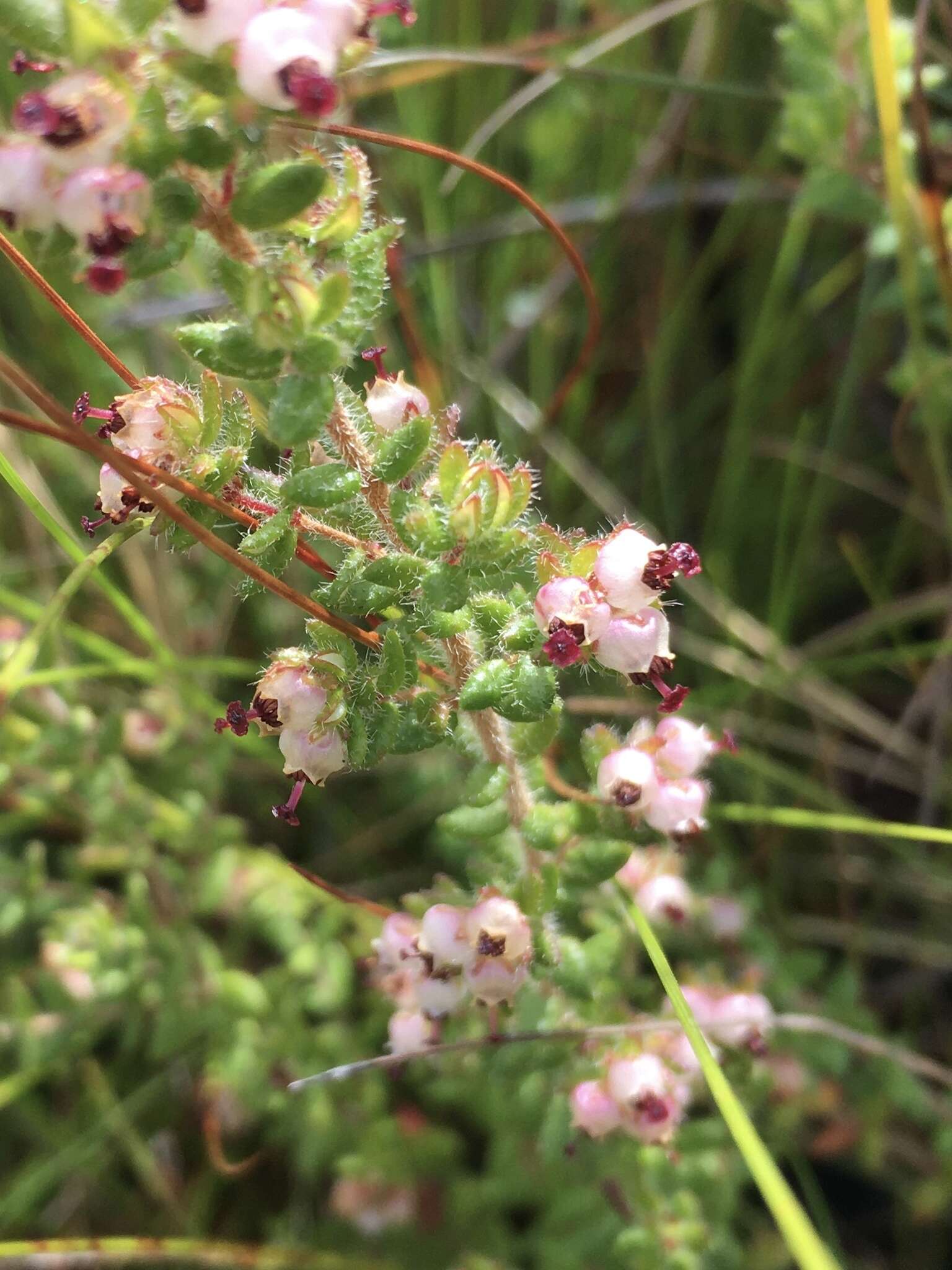 Image of Erica cordata var. cordata