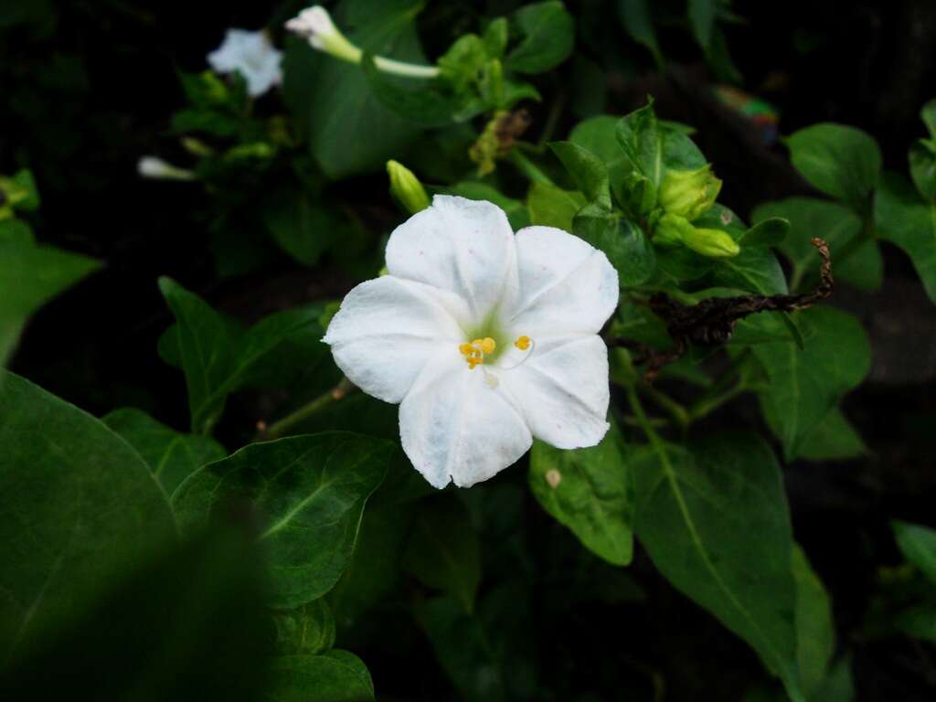 Image of Four o'Clock flower