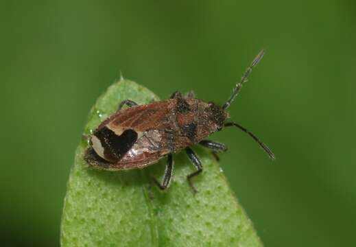 Image of Melanotelus villosula (Stal & C. 1855)