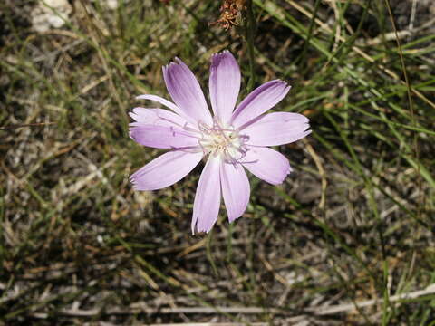 Image of largeflower skeletonplant