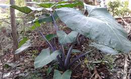 Image of Wild Taro