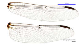 Imagem de Ictinogomphus australis (Selys 1873)