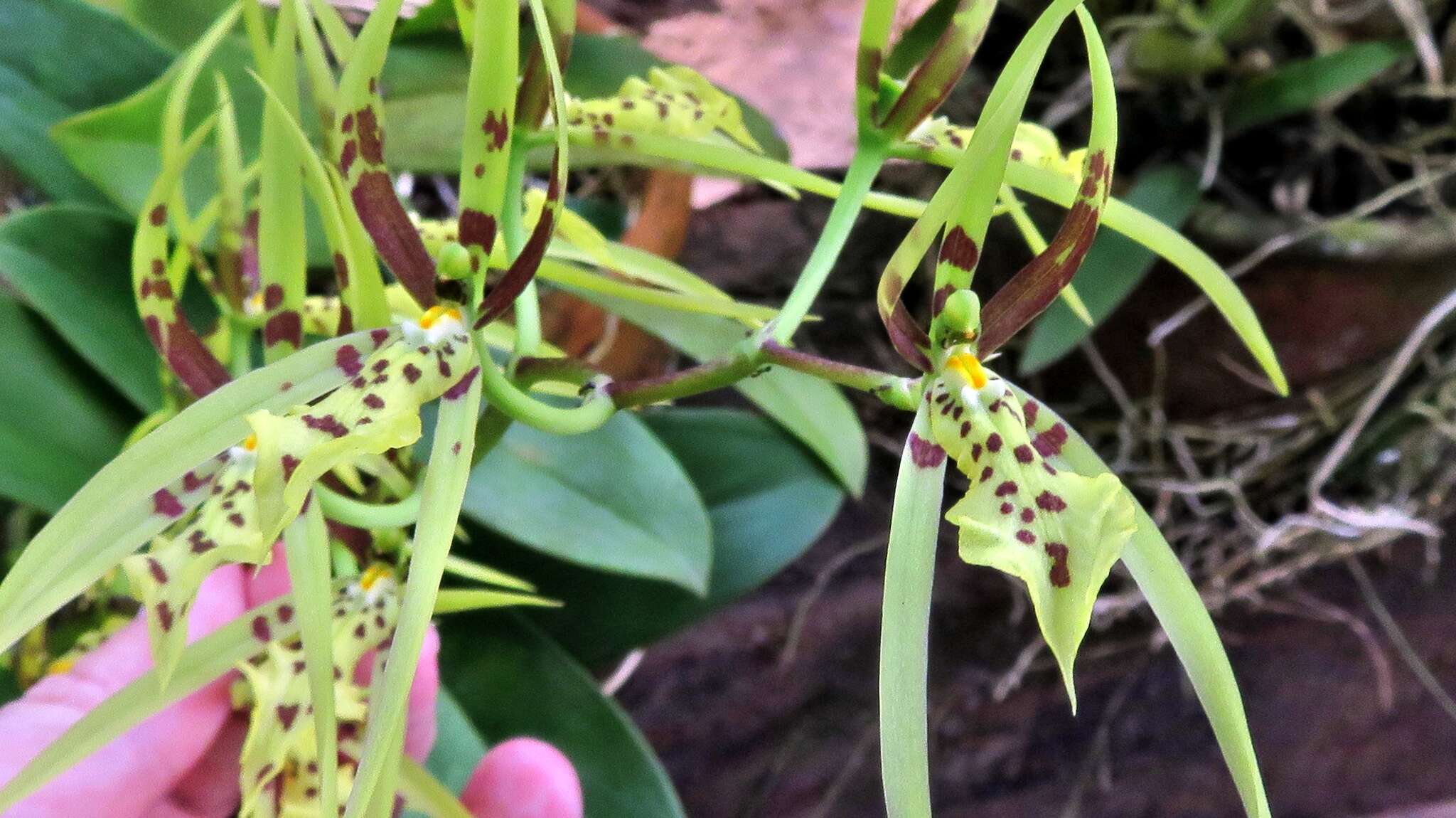 Image of Brassia arachnoidea Barb. Rodr.