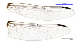 Image of Ictinogomphus australis (Selys 1873)