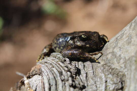 Image of Black Spiny-chest Frog