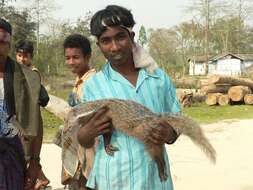 Image of Crab-Eating Mongoose