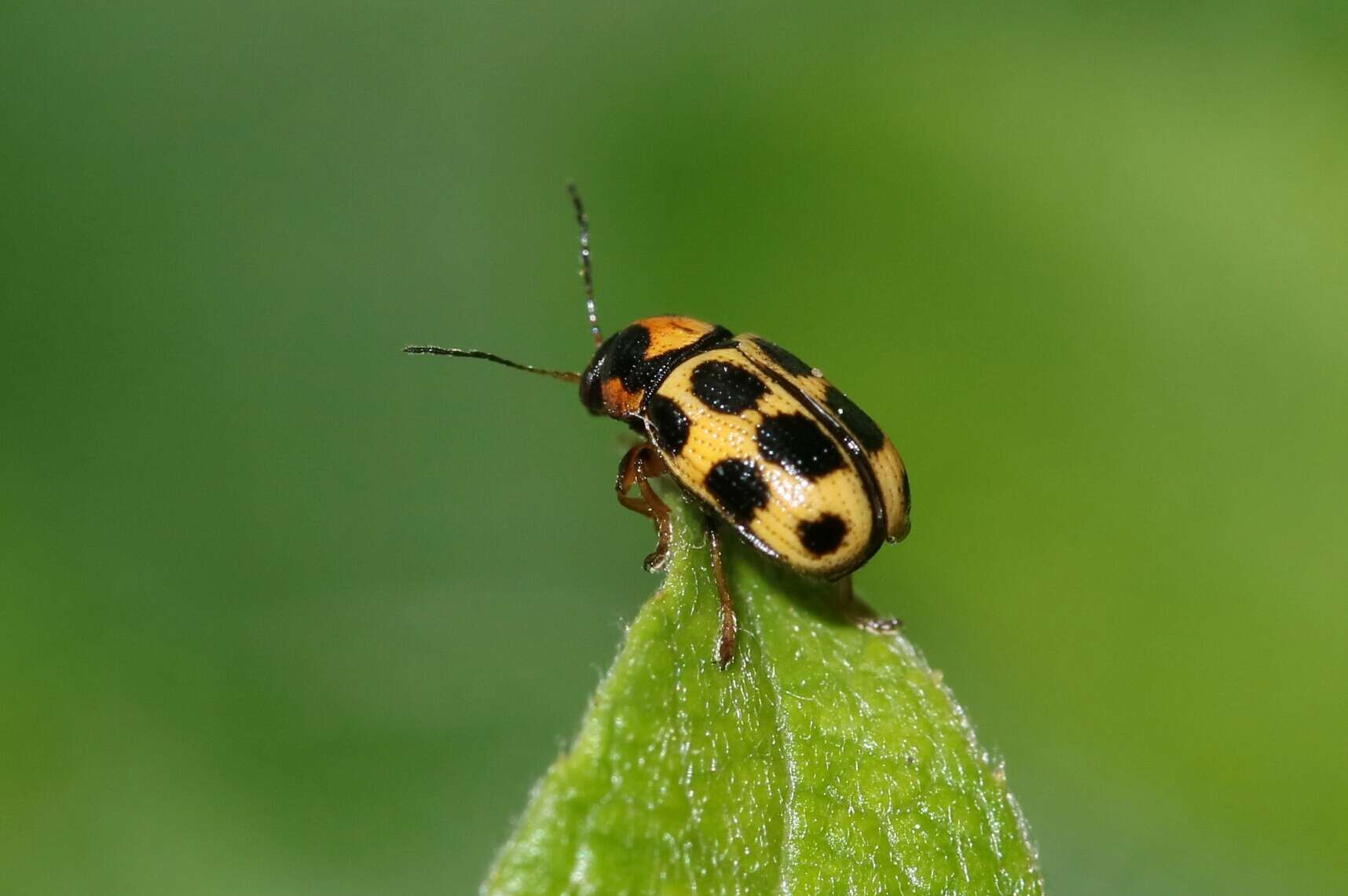 Image of <i>Cryptocephalus decemmaculatus</i>