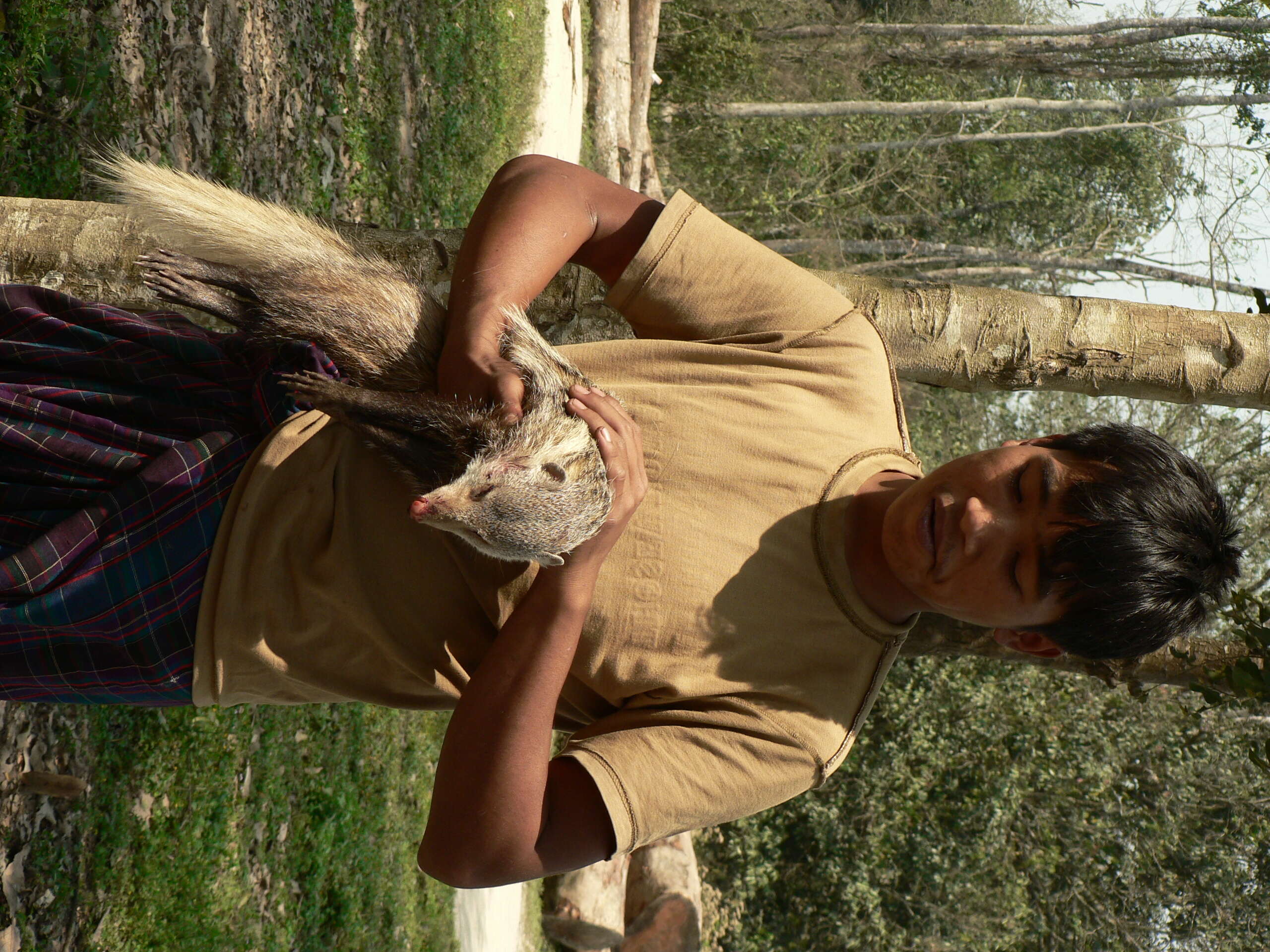 Image of Crab-Eating Mongoose