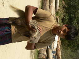 Image of Crab-Eating Mongoose