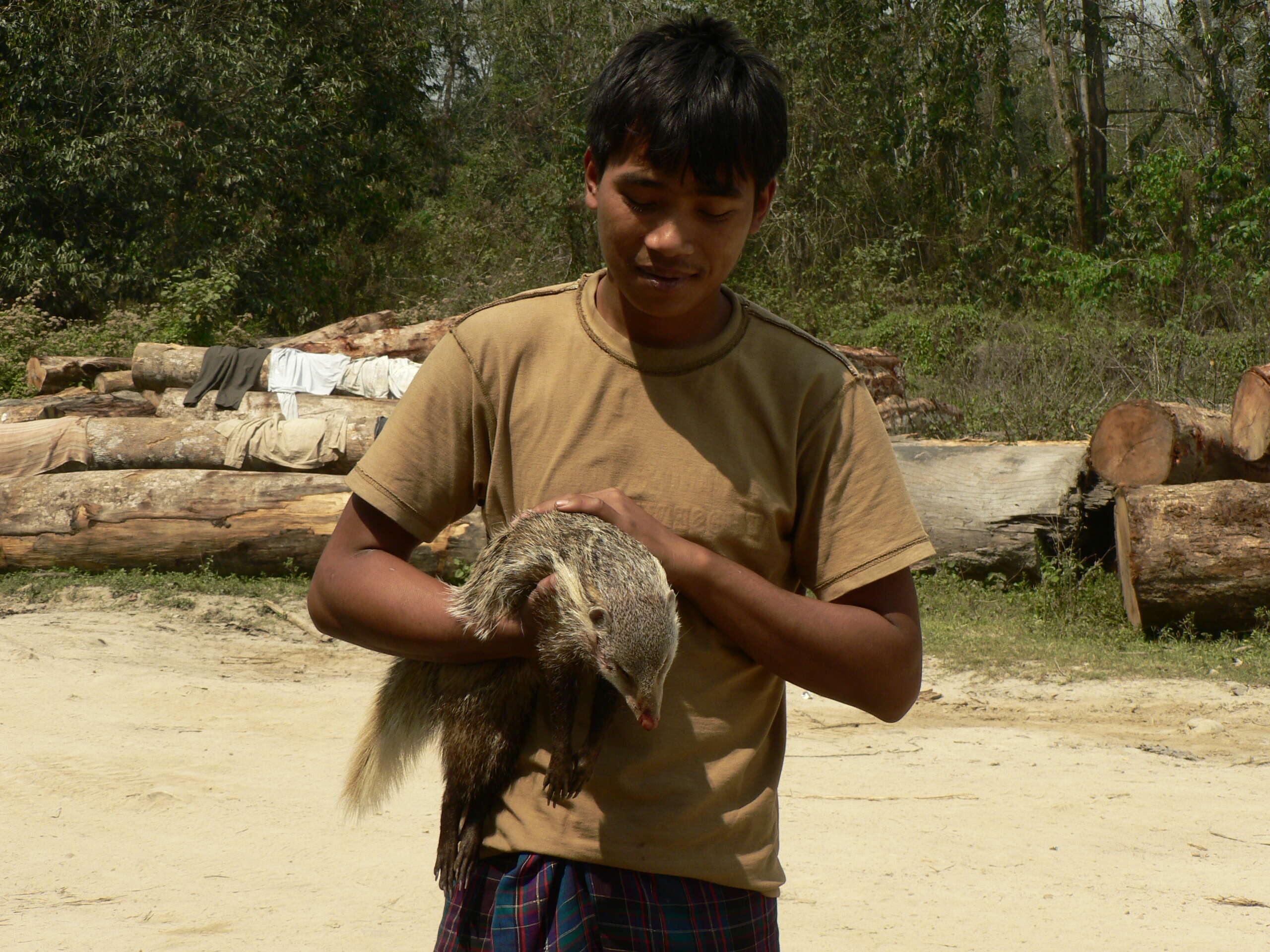 Image of Crab-Eating Mongoose