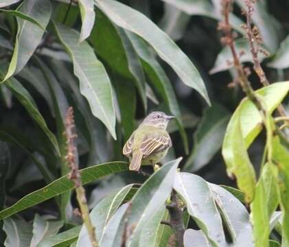 Image of Guianan Tyrannulet