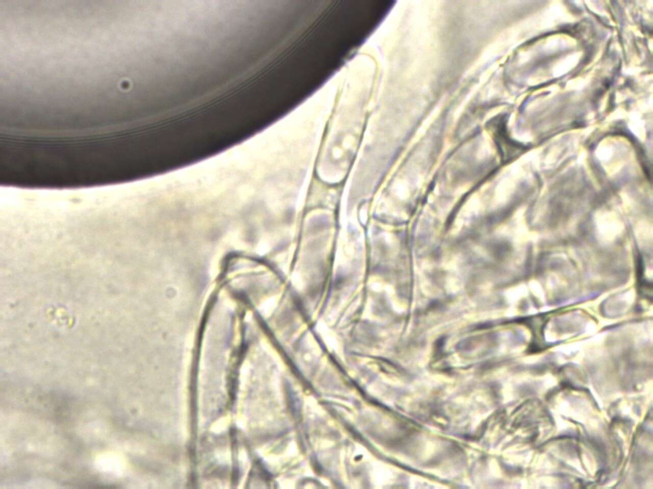 Image of Clitocybe subclavipes Murrill 1916