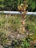 Image of Potentilla longifolia Willd.