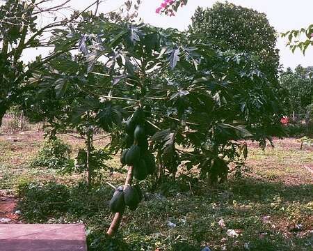 Image of papaya