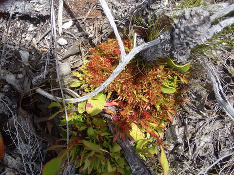 Image of Acholeplasmataceae