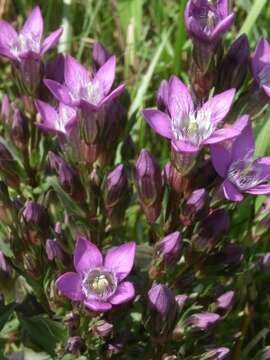 Image of Gentianella praecox