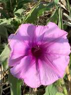 Image of Ipomoea ommanneyi Rendle