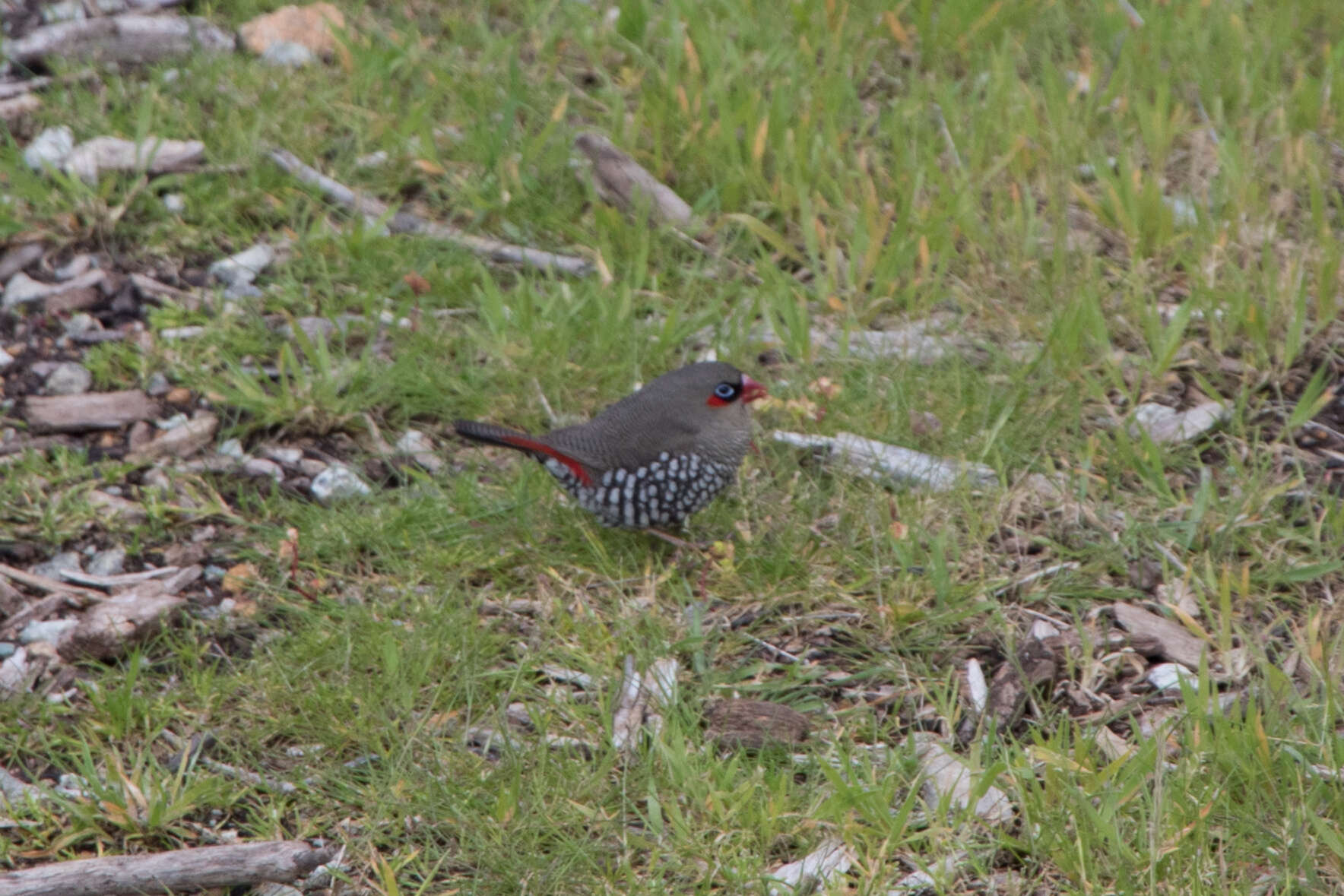 Image of Red-eared Firetail